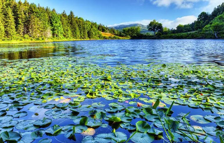 Little Long Pond, United States